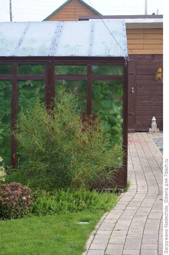 Ниже фото (5 шт.) - огород Евгении (Новосибирск)