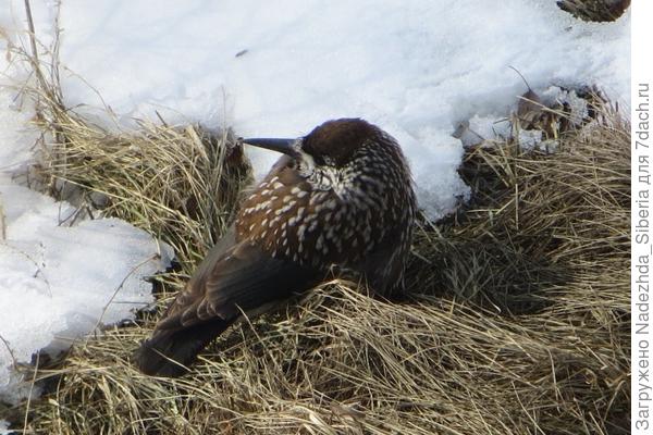 Фото кедровки в нашем районе!
