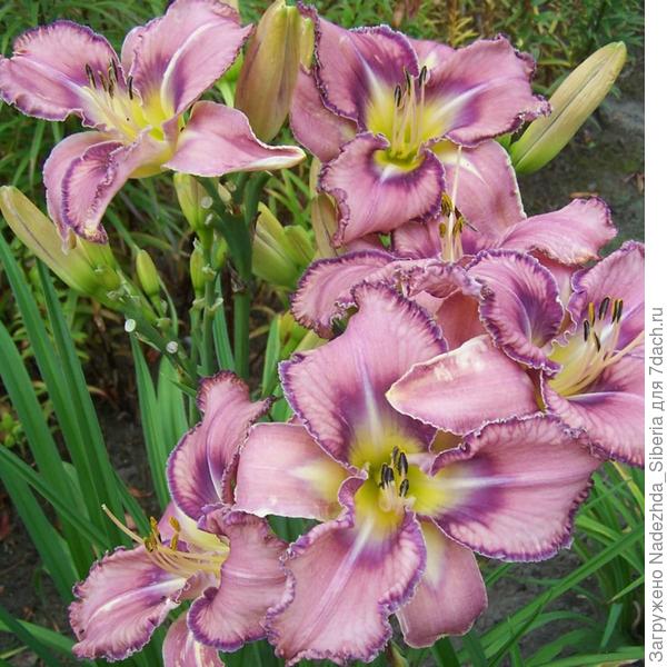 №17. "Mildred Mitchell" (фото пока из инета )