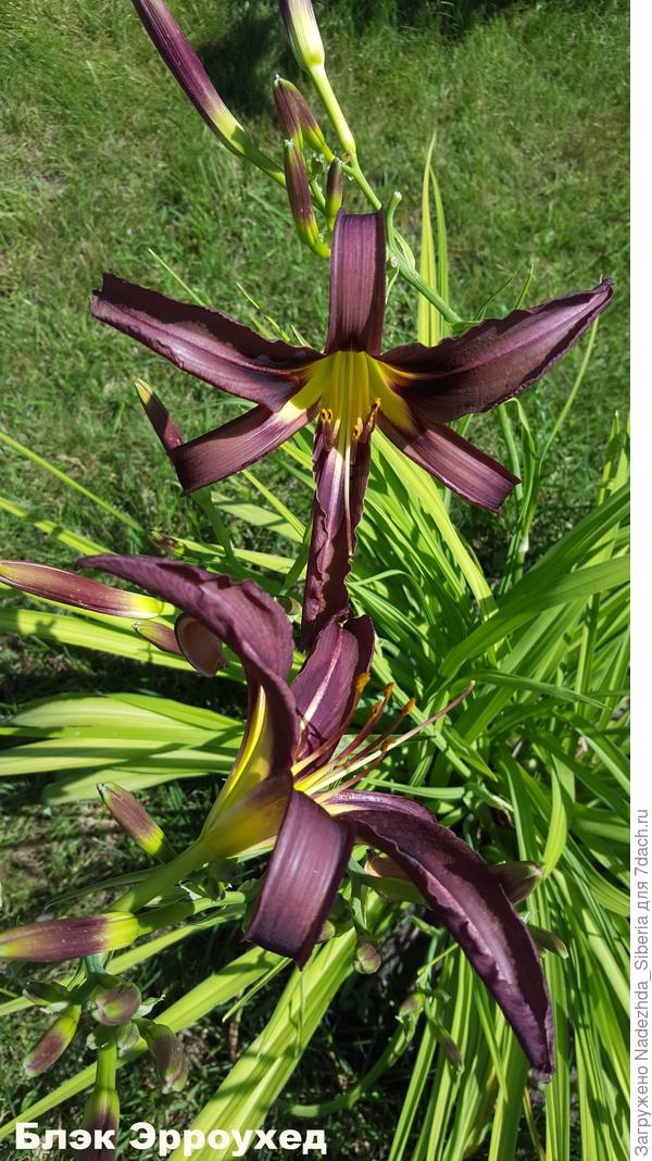 Нынешний любимчик