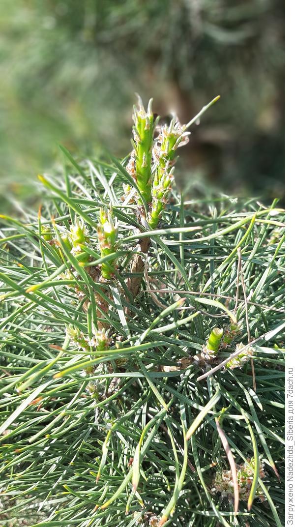 ...Те же свечки после пинцировки...