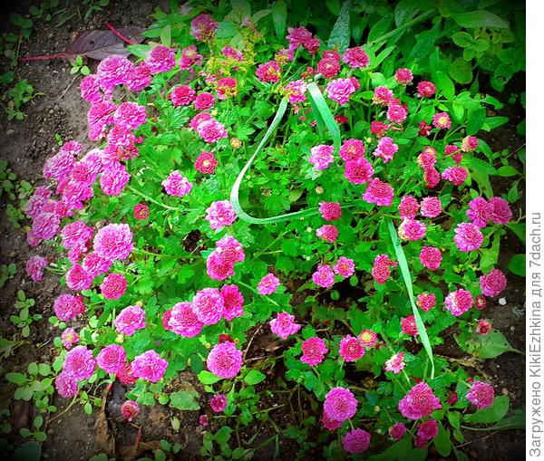 Вот этот сорт оказался единственно достойным дальнейшего размножения на нашем участке! -Умеет выживать самостоятельно, без укрытия и  прочих сложностей  для  хозяев сада!