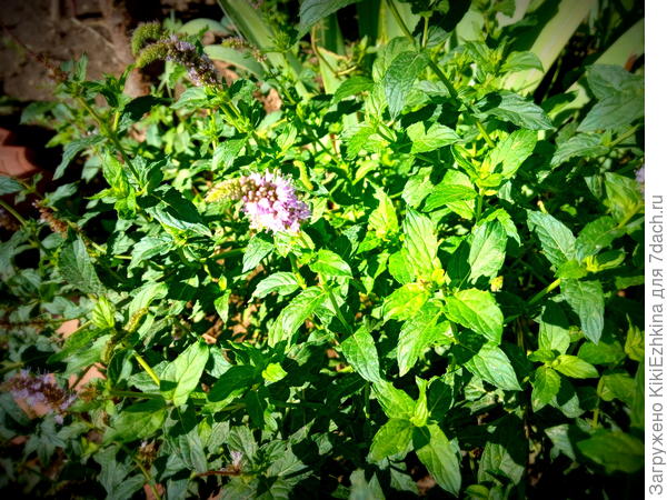 моя  мята, полагала - перистая...