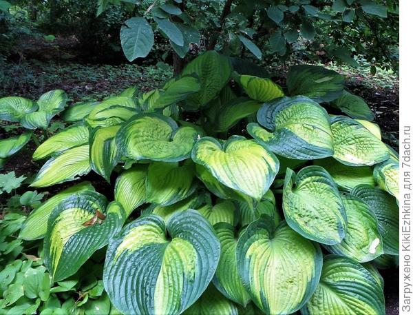 эта хоста  вне конкуренции, но и  белая  очень хороша!   ИТОГО:  если  посылать посылкой- хотелось бы эти два разных корешка   получить!