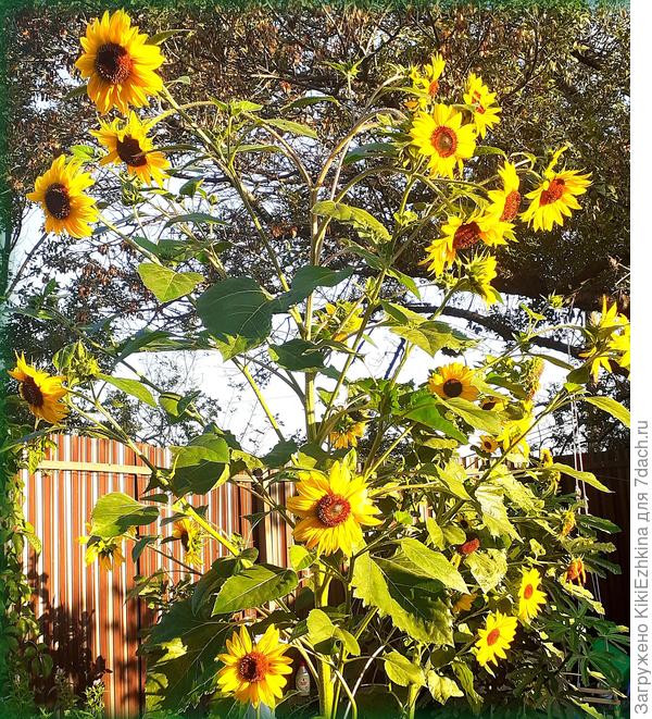 Представьте себе вот этот подсолнух из одного корня вот такой  выырос- глазам  своим не верю!  В прошлое  лето под забором  такие чахлые  одиночки на глине росли- без слёз не  взглянешь!
