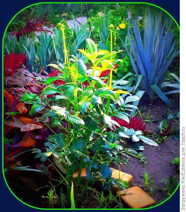 budut  zholtye...  kazhetsya...