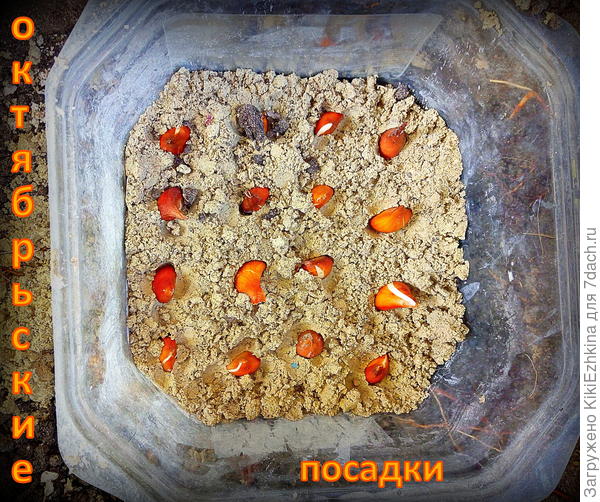 После летней  передержки на  воздухе, осенью  луковички - снова  в землю!