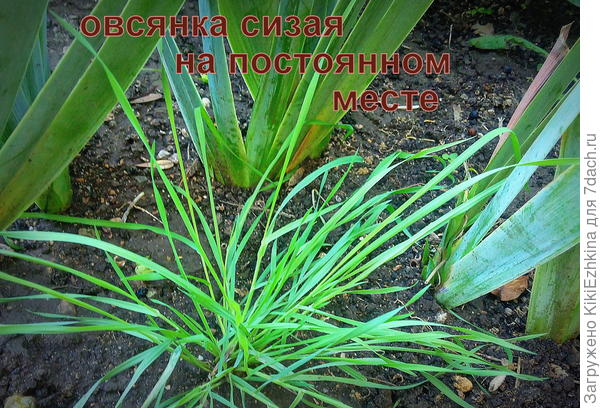 молодое растение этого лета ОВСЯНИЦА  сизая (голубая)