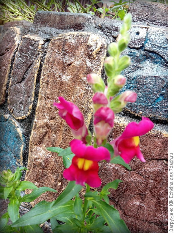 мой львиный зев из МИКС-сортов...