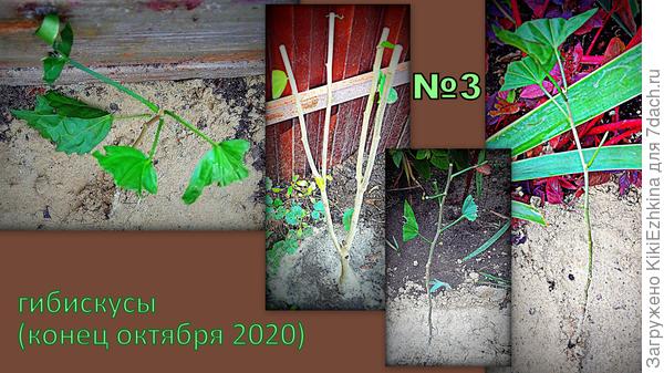 Все саженцы  высажены  на подушки из компоста, т к  земля у нас  тощая...  улучшаю, как могу...