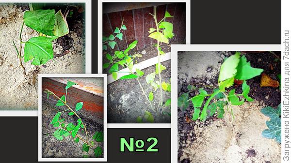 Саженцы-гибискусы, подзаборники