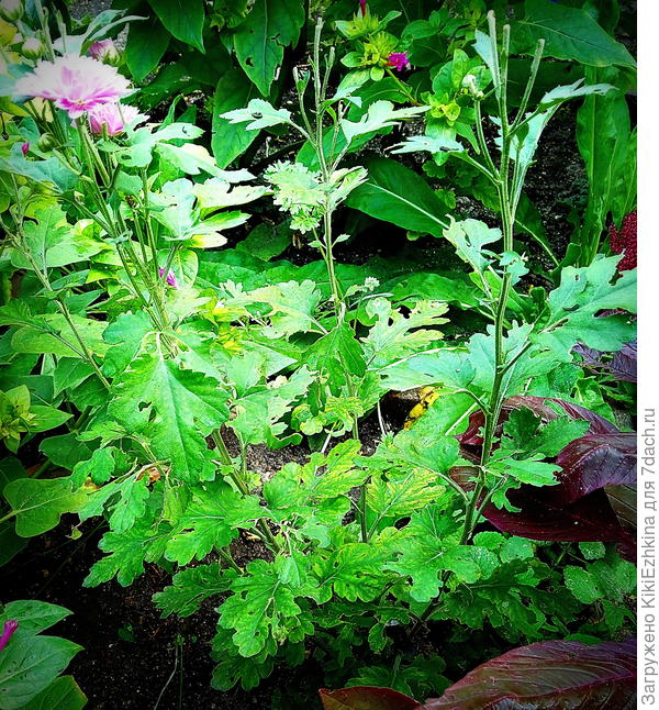 Вот  такая, среднерослая розовая  хризантема, хотя в  прошлом  году покупали  в основном  мультифлоры... Возможно я её  не правильно сформировала?