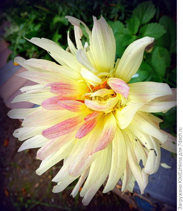 не  знаю названия, а вид у неё -бледный  с желтоватой  серединкой... но, возможно не хватило подкормок для  более выраженного окраса. Чем бы  правильнее подкормить?