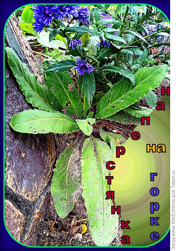 Очень сильно наперстянка  страдала от жары и  прямых солнечных лучей, пришлось обсадить календулой, астрами, подсолнушками,настурциями... Всякой  всячиной, чтобы  затенить хоть слегка...