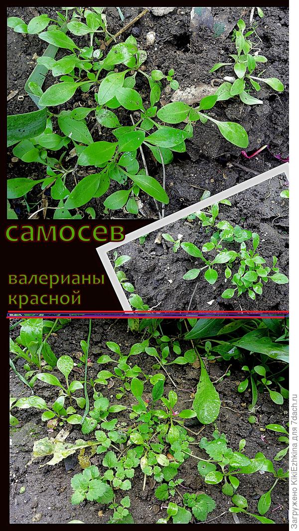 сеянцы  под  КЕНТРАНТУСОМ  красным...