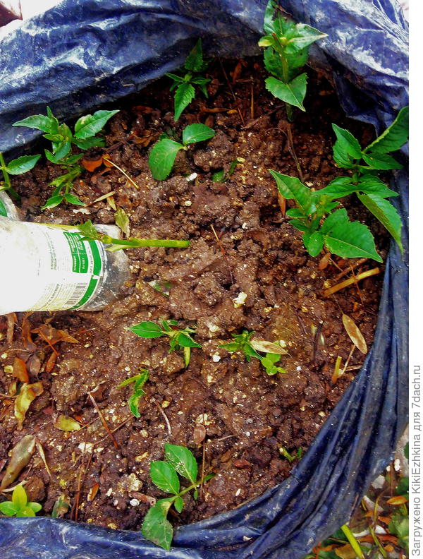 Вот  они, эти любители  жизни!  Как  видите  торчат, несмотря  на  то  что  пролежали  несколько дней   просто на  земле!