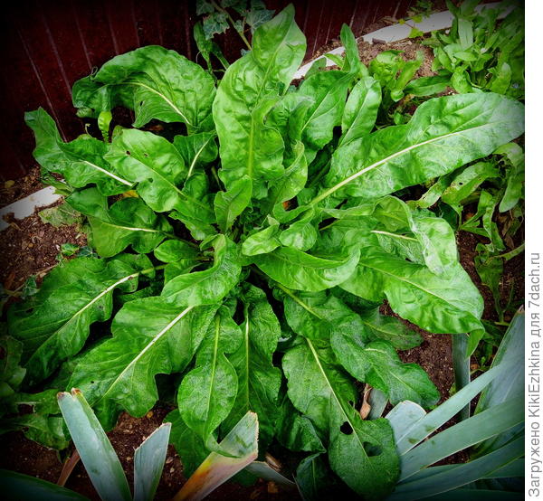 Эта  наперстянка  сидит под забором и  по осени  стала  всё  пышнее и  пышнее,  летом  её  очень сильно  угнетала жара- прямо листики опускала  в  зной ный полдень!