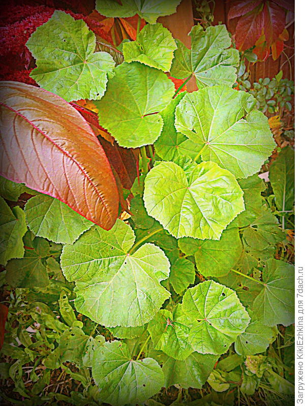 Помогите  разобраться- что у меня  выросло и   правильно ли  протекают все  циклы  развития  этого растения?