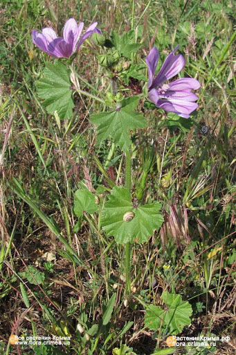 вот  такой  мне  встречается  на  полянках  нашей  местности...