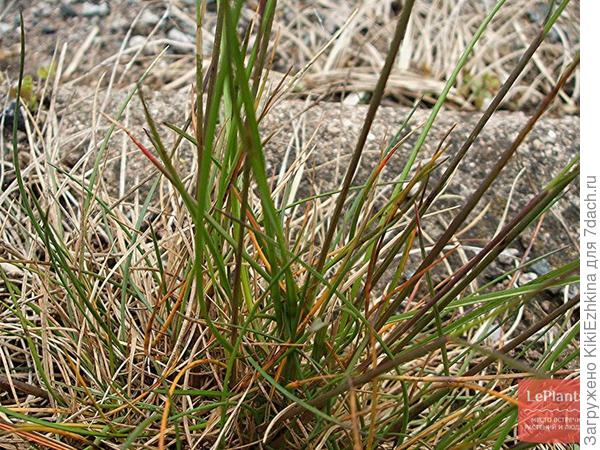 тут: https://leplants.ru/sad-i-ogorod/kakie-vidy-trav-podhodyat-dlya-gazona-travosmesi-dlya-raznyh-vidov-gazonov/