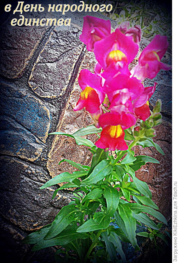 Первые  цветочки были  вообще - одиночными на  цветоносе...