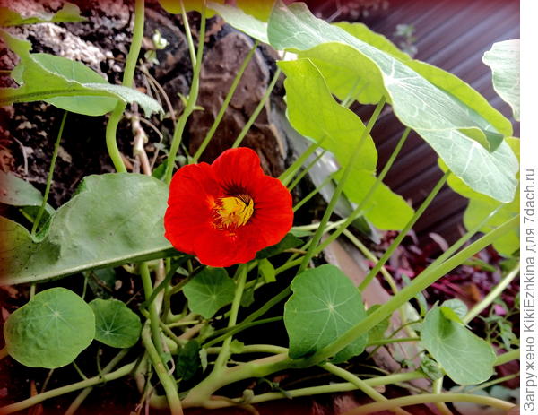 Постаралась как смогла отредактировать,чтобы  передать  серединку цветка...  более достоверно...