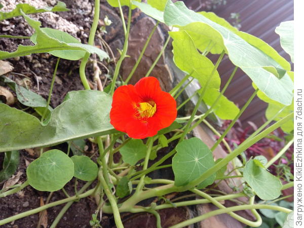 На  фото не виден объём  уходящий  вглубь граммофончика  цветка!  Очень жаль!