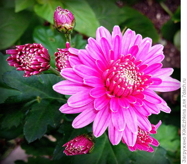 хризантема из  черенка  перезимовавшей  в  ОГ хризантемы