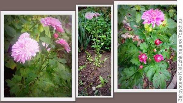 Что это  за  ствол я  сформировала? и  почему он такой?