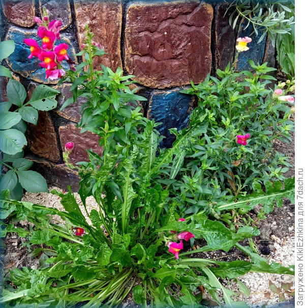 Вот они два корешка  разного цвета львиного зева , котрые успели  зацвести в этом  сезоне!