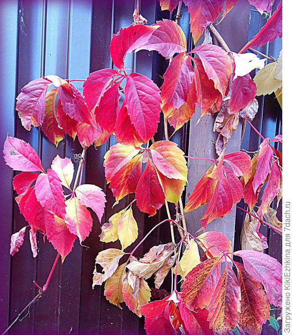 мой девичий виноград - из черенка прошлого лета...