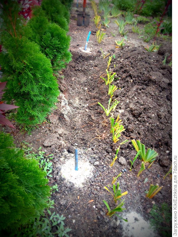 выкопала траншею, наложила листьев и зелёной   травы, веточек - обрезков, притоптала  и засыпала  почвой в перемешку с песком... Везде  подсыпаю песок, а рыхлости почвы  пока не наблюдается...