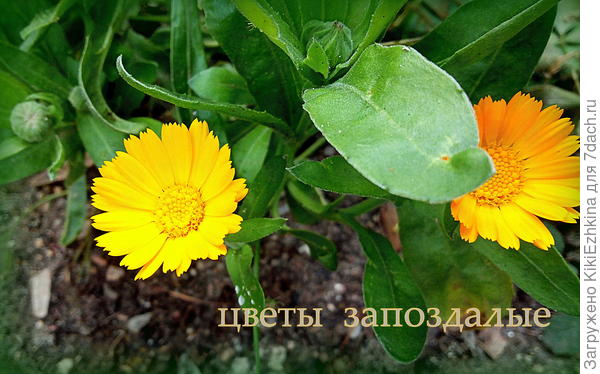 ноябрьские солнышки...