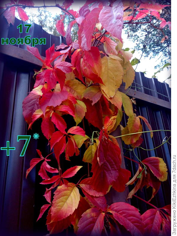 Погоды  стоят сухие и не морозные- позволяют спокойно работать в огороде...