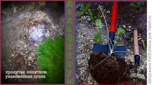 Вот как методом перевалки я пересадила свои два дельфиниума,надеюсь я им не навредила своей пересадкой...