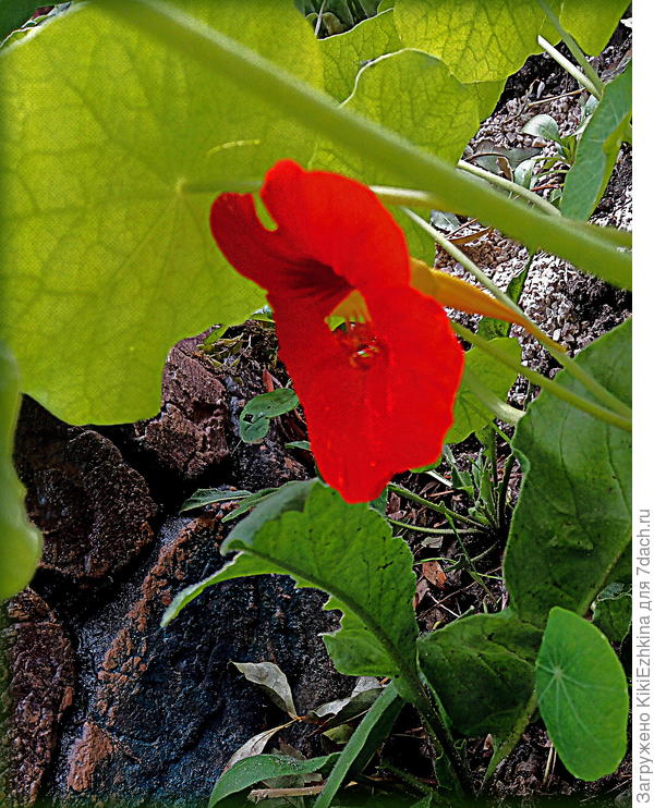 Не  умею я  правильно сфотографировать!  Плоским получается  изображение. Кто подскажет- почему не удаётся  передать? Может камера другая нужна, а не  телефон?