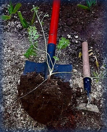 Мой дельфиниум первогодок в момент пересадки на новое место  роста...