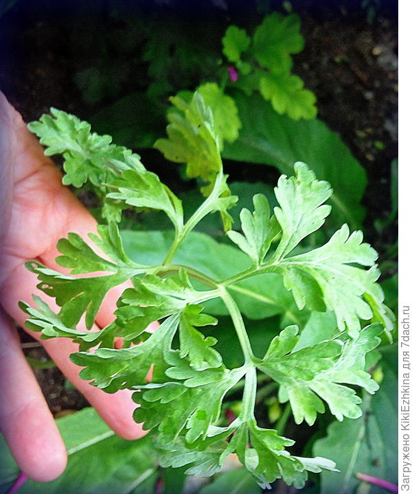 середина сентября