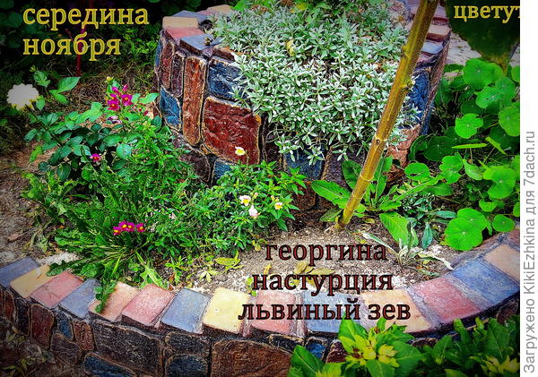 проредила свою улитку от  подсолнушков декоративных, подрезала мяту и вот остатки растительности...