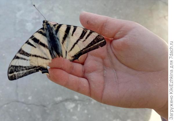Эту бабочку мы охраняем, т.к. она краснокнижная в Крыму!