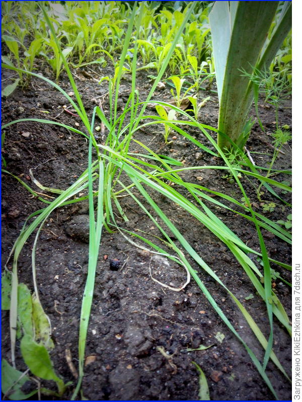 верхний  слой  в нашем  саду-  насыпной  прикупленный грунт чёрного цвета  глинистой  структуры