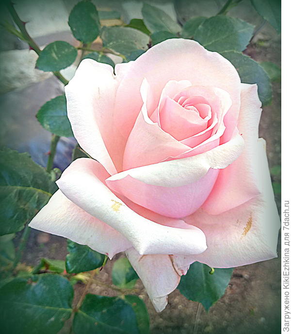 Вот такая  бледноватая  роза... Сама я  такой  цвет для себя не  выбрала бы! Я  люблю мажоров! А это абсолютный  минор!