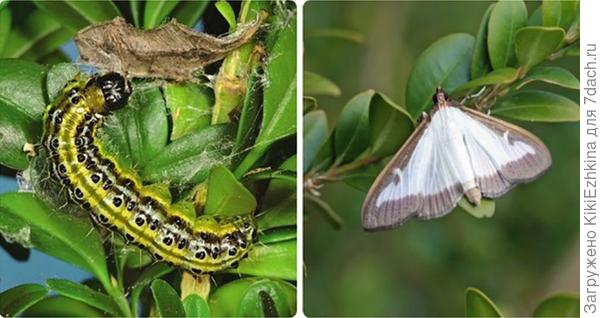 вот она огнёвка самшитовая