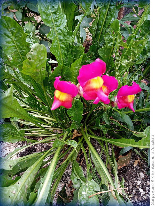 радуют меня эти маленькие цветочки!