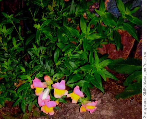 По  прохладе +9*  именно львиный  зев  стал  чувствовать себя  с  каждым днём всё  лучше и лучше, на примере этого растения  я поняла,что он любит прохладный  климат и теперь мне понятно почему он  так отлично выглядит на  фотографиях у девочек из Ленинградской области! Там  для него- абсолютный  кайф!