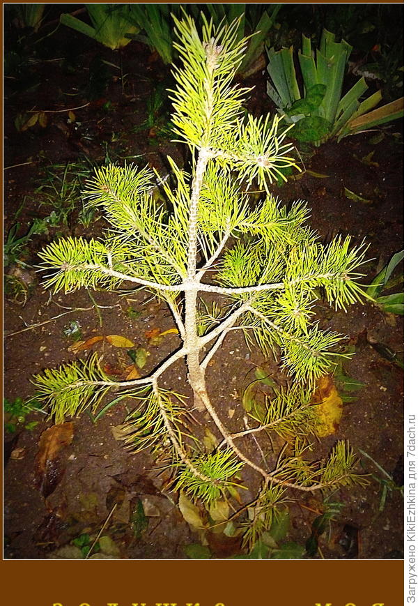 вот  моя  голенастая  сосёнка