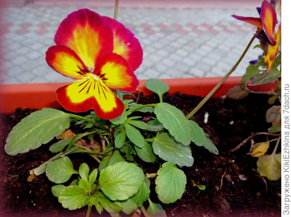 ЗЕЛЕНСТРОЙ  впереди  всех!