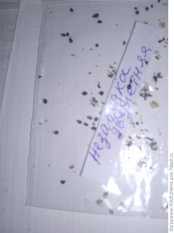 Незабудка  - любимейшие  цветочки из детства... Вроде такой  простой  цветочек, когда он  есть, а  когда его нет- и взять негде! Вот Рушана выручила... Посмотрим,смогу ли  наростить... У меня раньше был такой  опыт, правда я  собирала старые  самосевки и сносила их  на одну полянку под вишнёвым деревом...