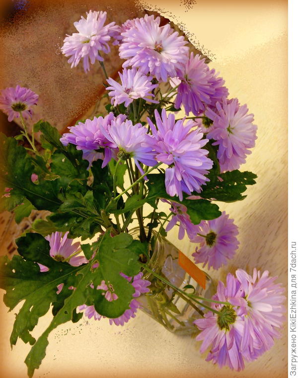 Смотрю  на них и думаю: вообще-то не особенно яркий  цвет,  очень много  требует  канители, у меня при всех процессах в открытом грунте   зацвели поздно,   красивый  вид  держат  не особенно долго- быстро начинают распушаться...  Думаю- стоит  ли  так  уж  упираться  и оставлять у себя  этот сорт хризантем? Но с другой  стороны: он единственный,который  у меня  зимует в открытом  грунте!