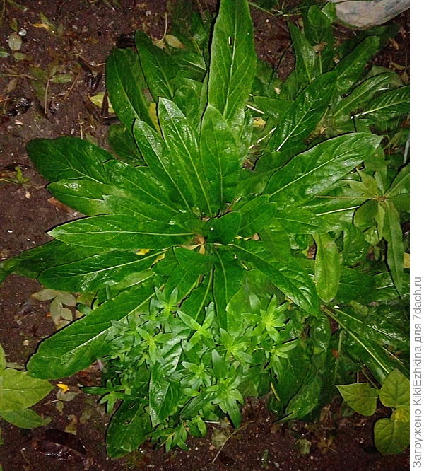 вот эту наперстянку я  и  планирую прикрывать во время заморозков